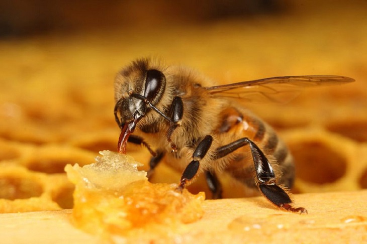 abeja en colmena