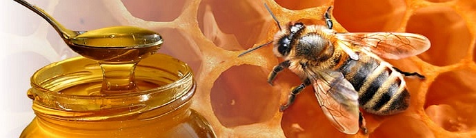miel abeja y panal