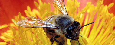 miel de flores abeja libando