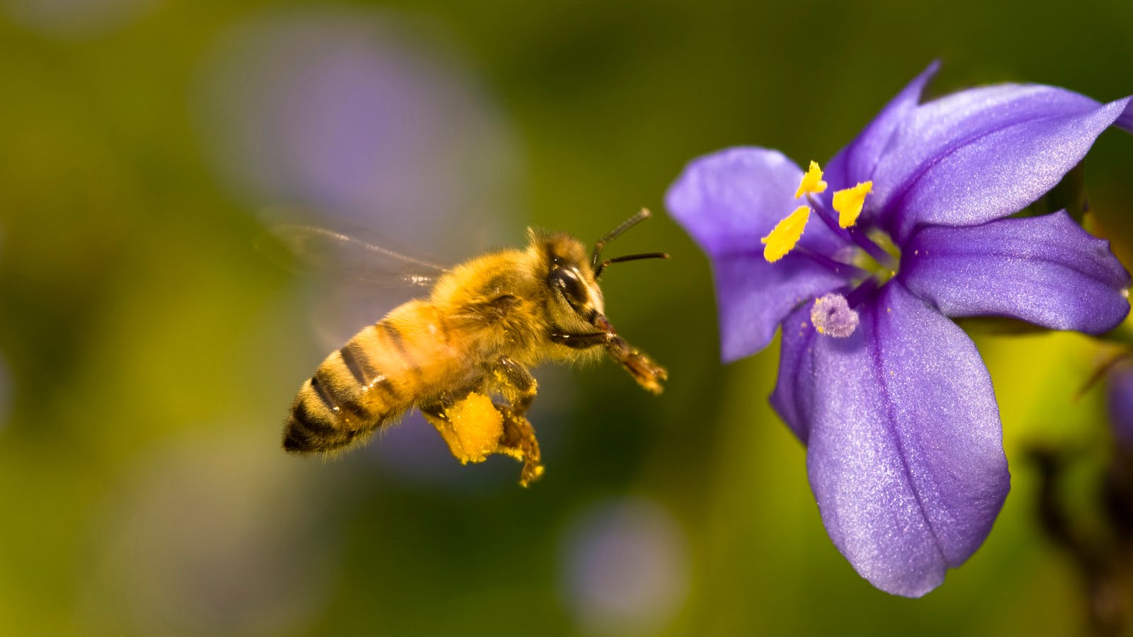 abeja libando flor