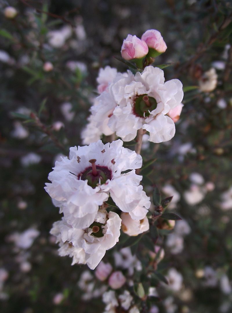 flores del arbusto miel de manuka oceanía