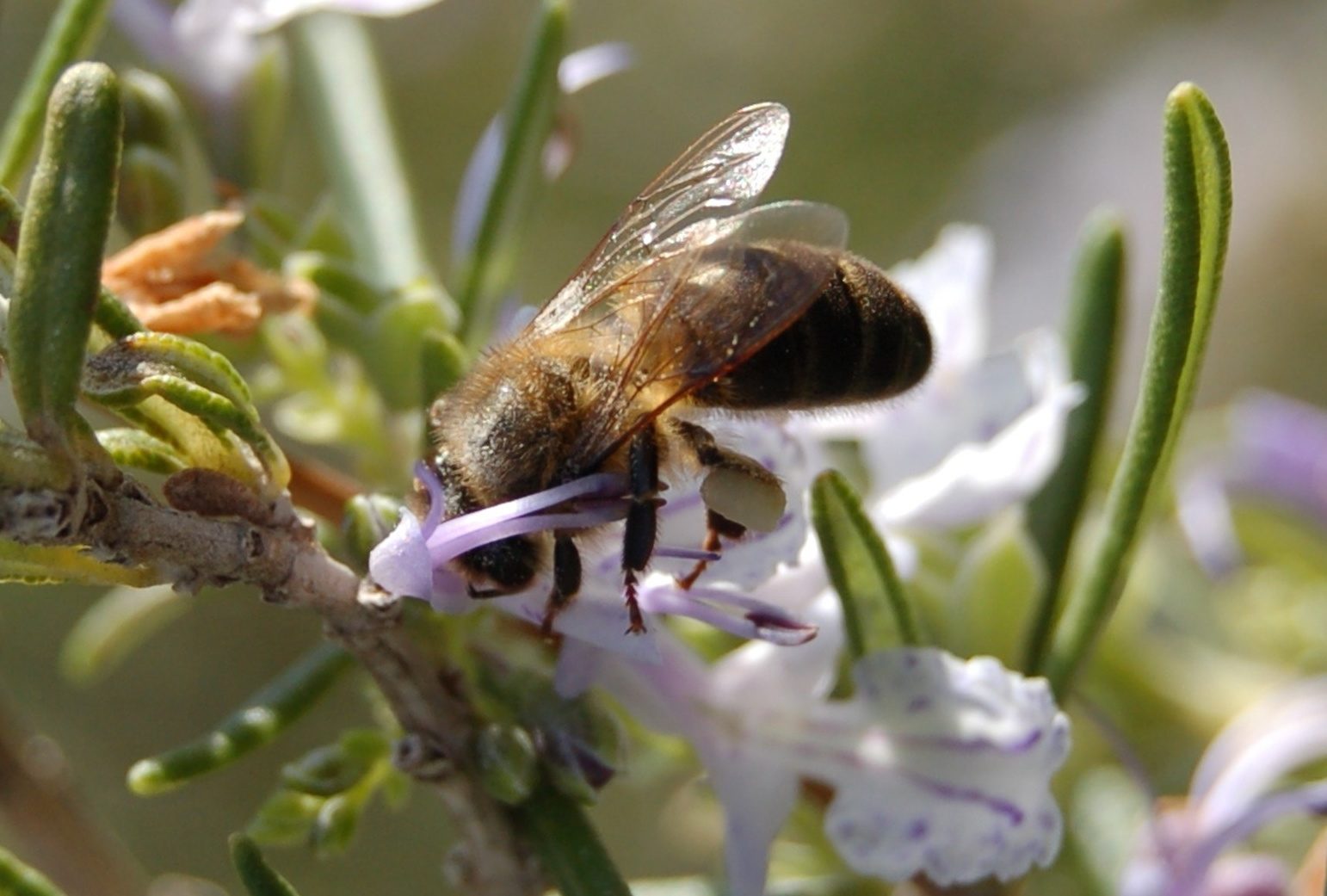 abeja néctar flor romero