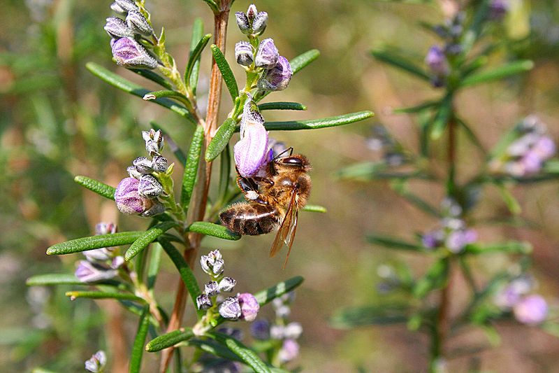 abeja extrayendo néctar flor de romero miel