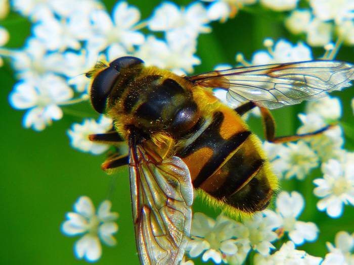 miel de tomillo abeja