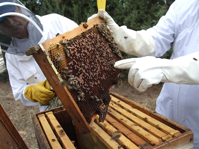 apicultura extraer miel